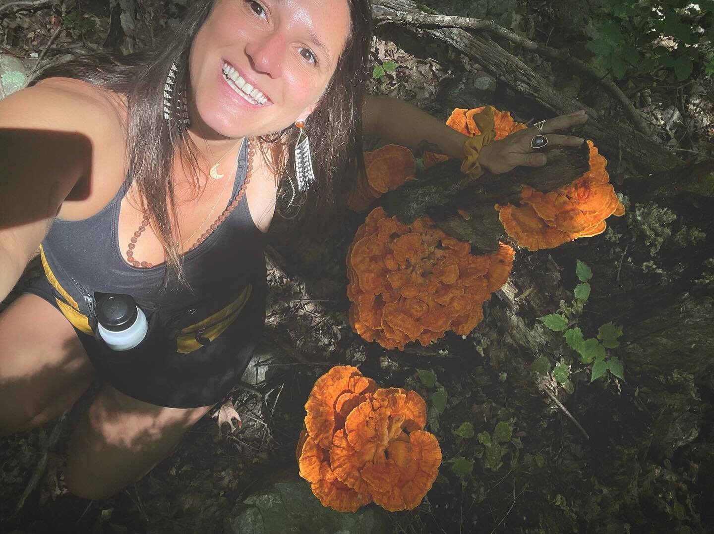 Chicken cheesing. What a beauuuut 🥰🥰🥰

 
 
 #mushroomhunters #mycology #happyhiker #chickenofthewoods #laetiporussulphureus #drool #toopretty