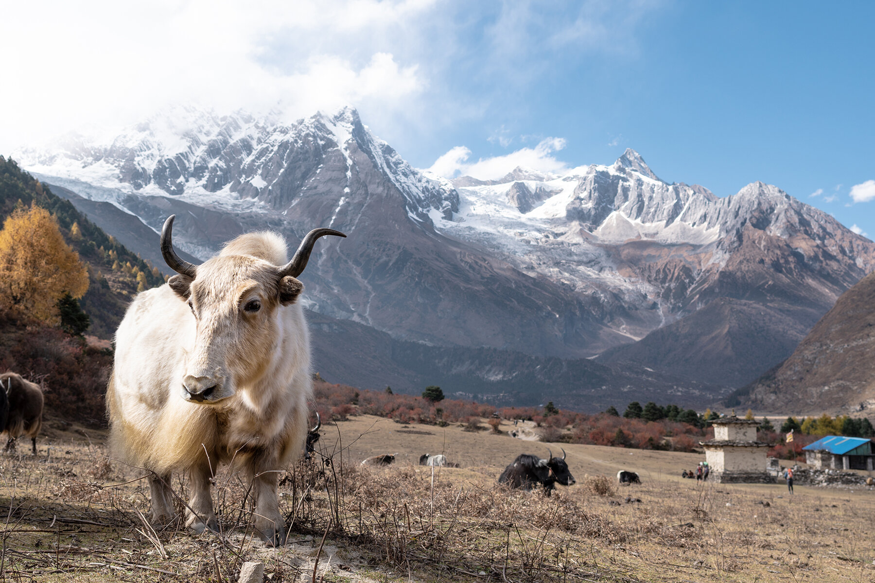yak.jpg
