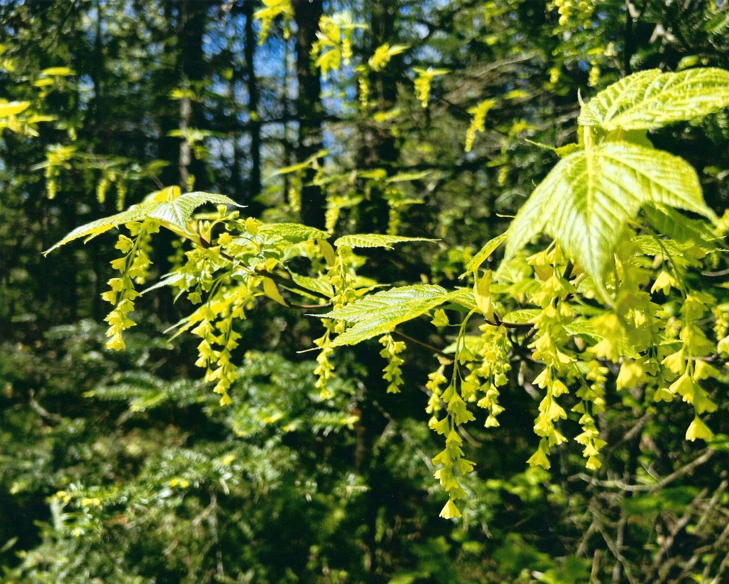 Striped Maple Bells in May | Kathleen Gross