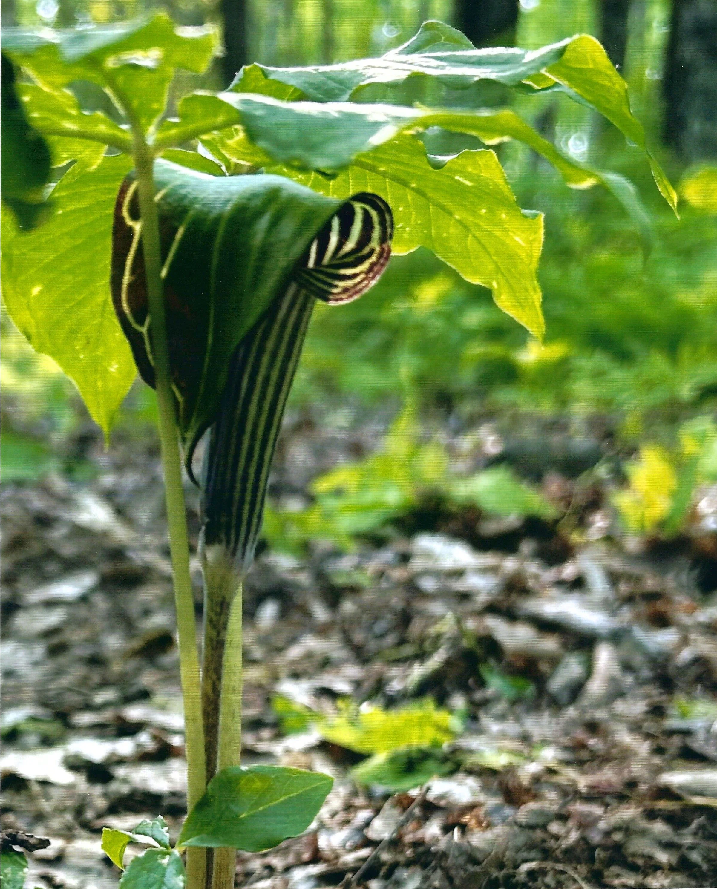 Jack in the Pulpit from the PAWS Trail | Kathleen Gross