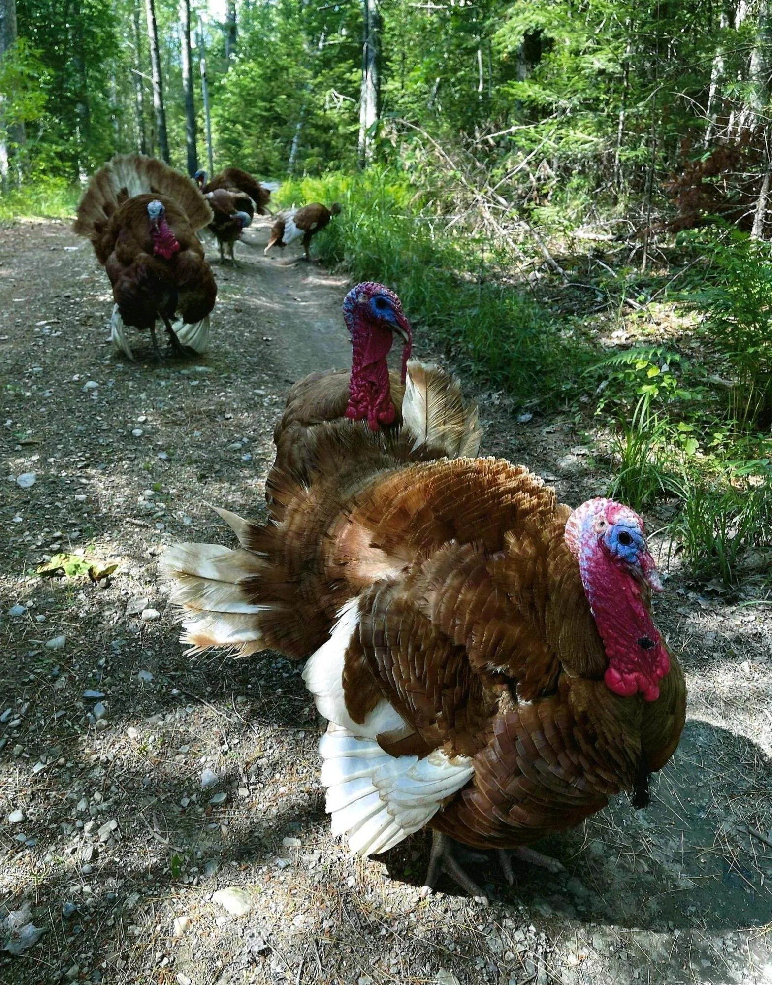 Sam's Turkeys on a Walkabout