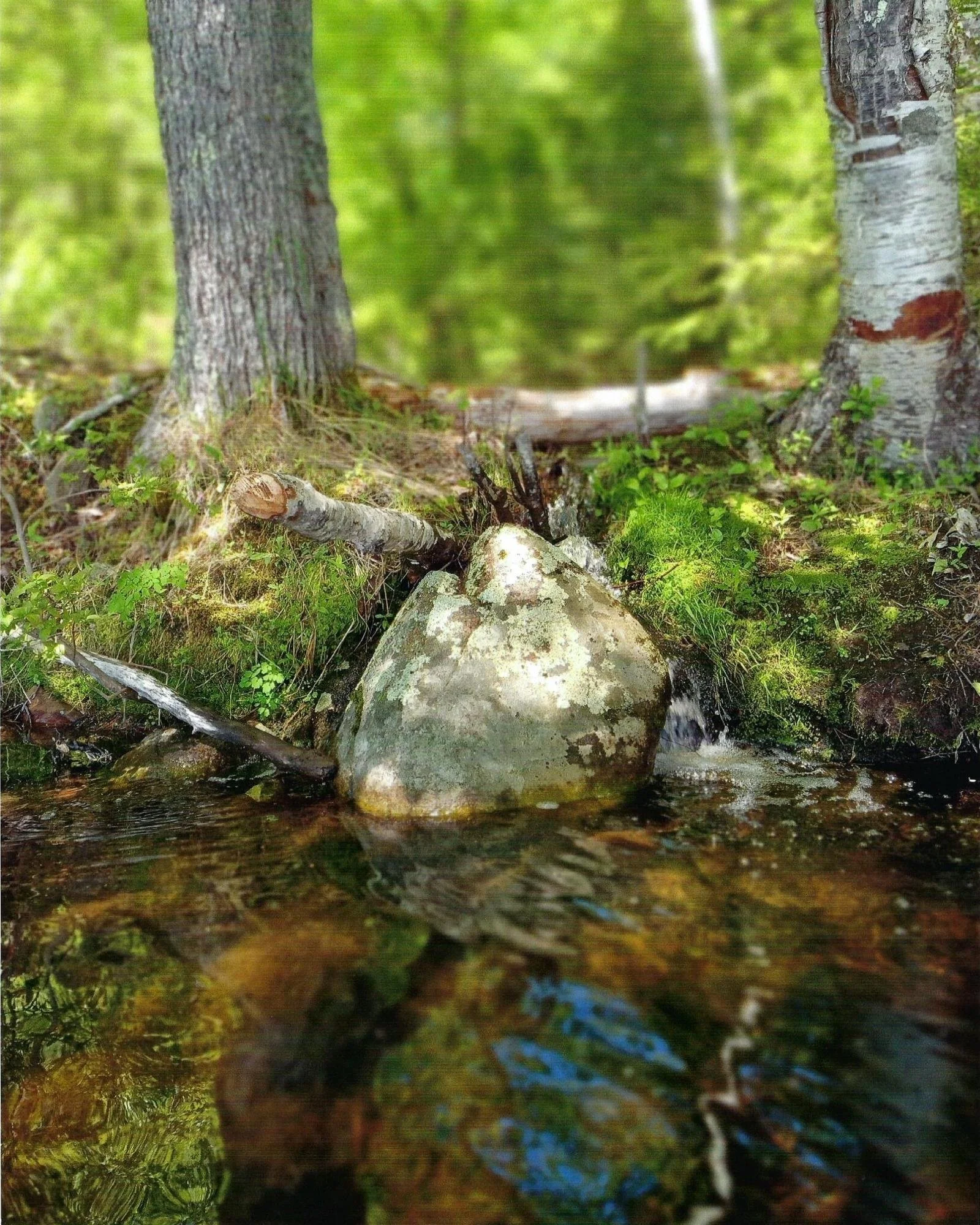Hidden Brook - Roxanne Eggen