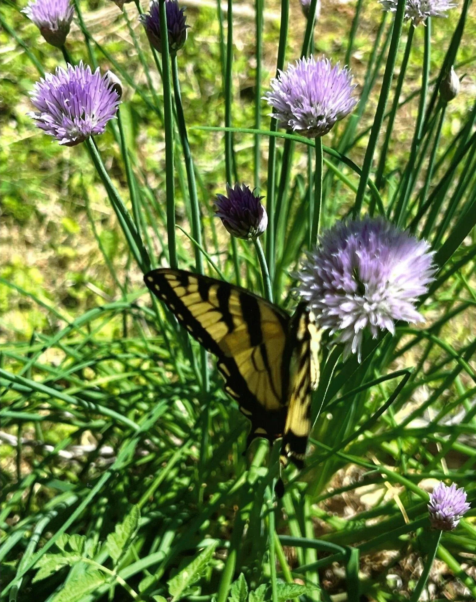 Pollinator - Sue Edwards