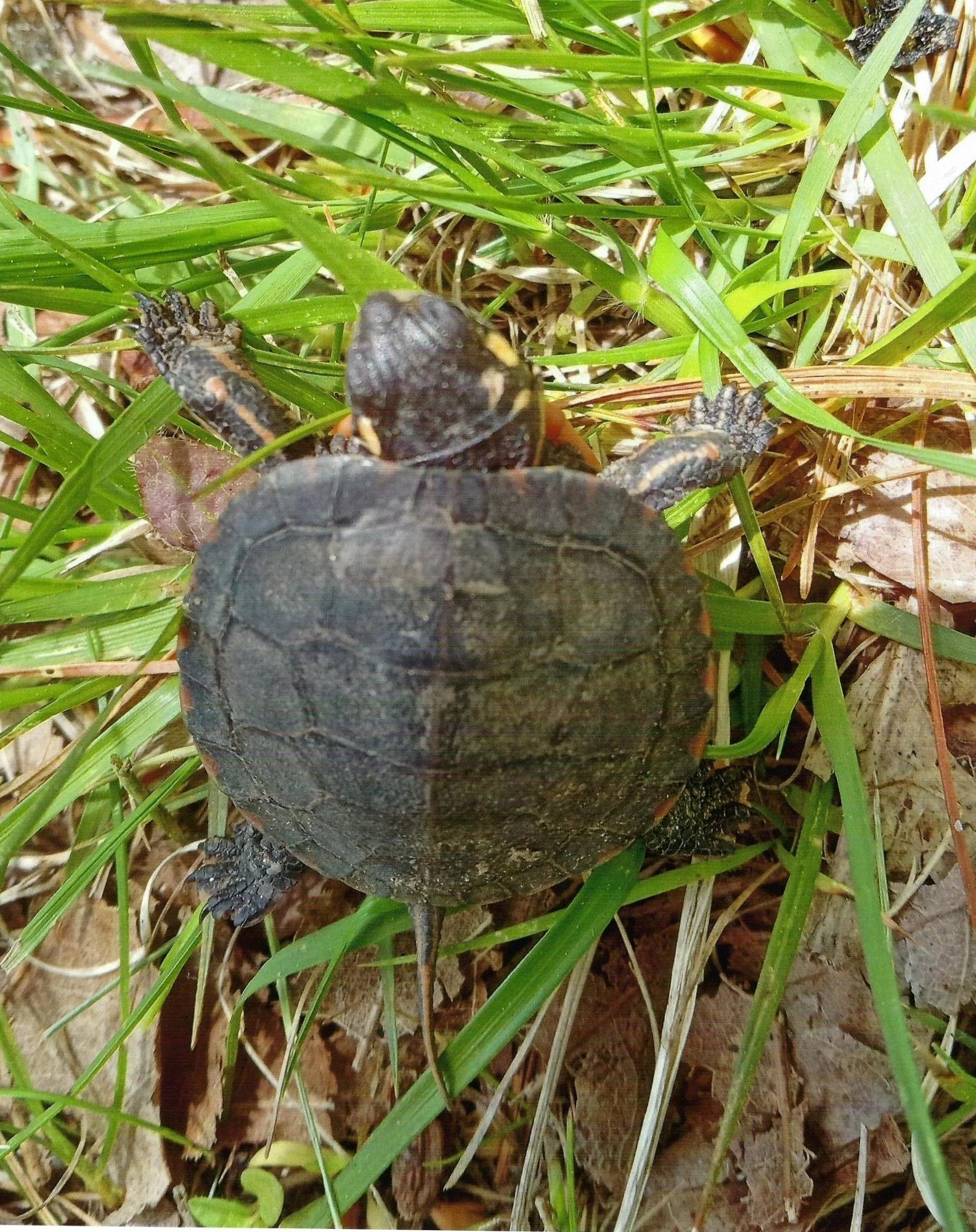 Baby Turtle - Roxanne Eggen