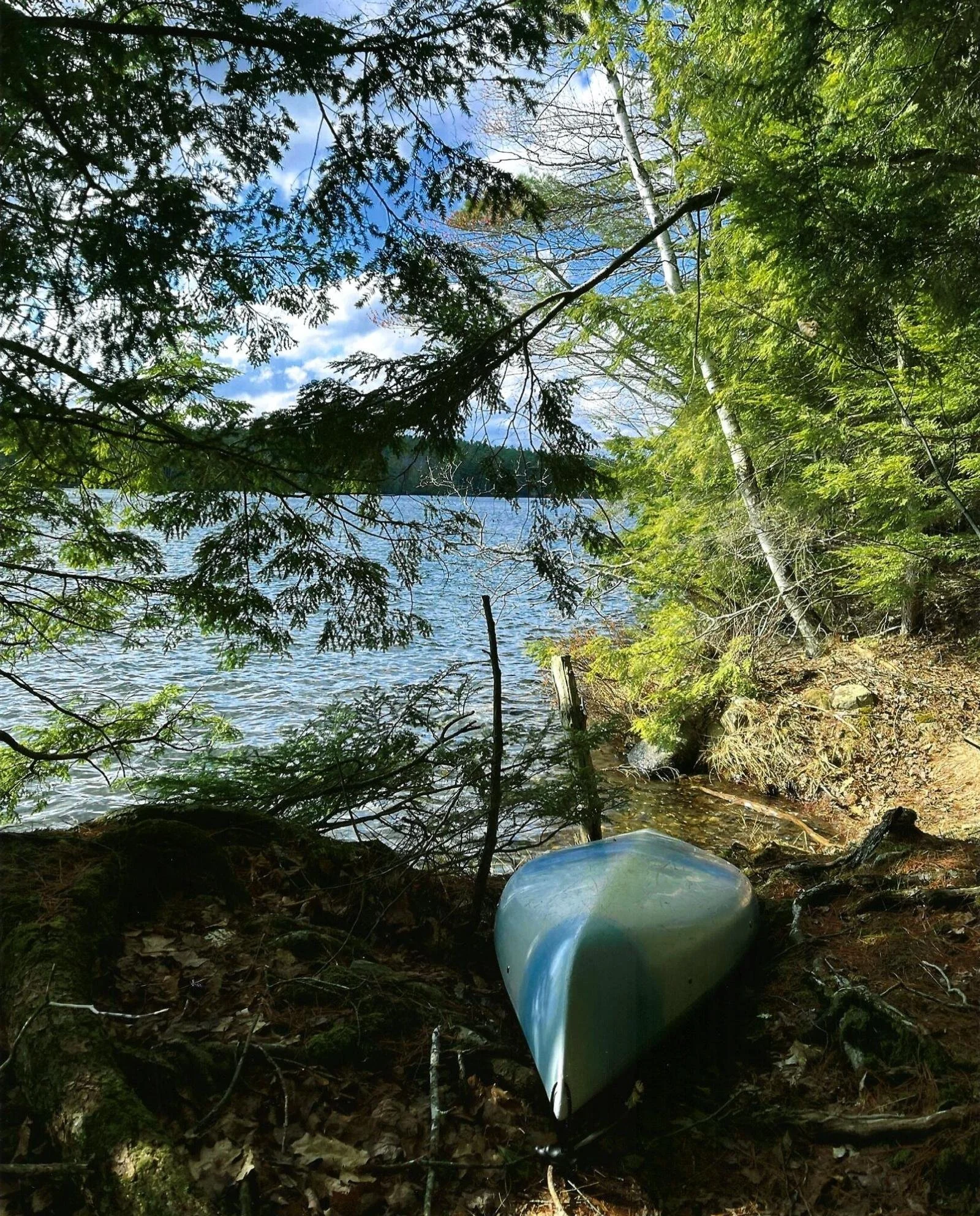 Shoreline - Dale Griffin