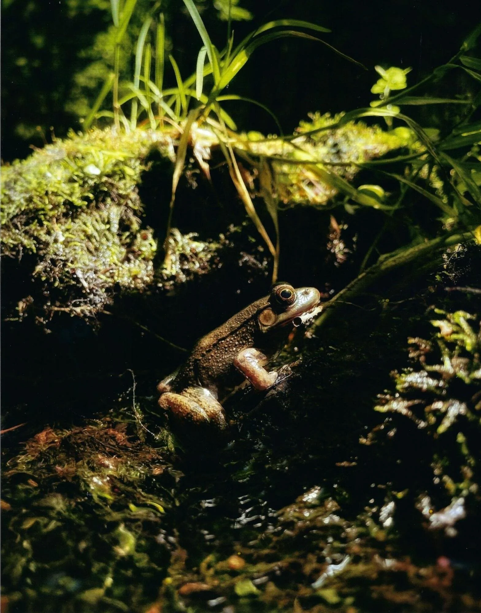 Speckles - Finlay Donaghy