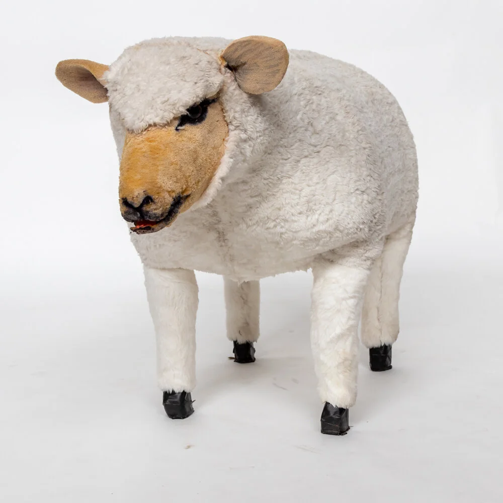 Sheep