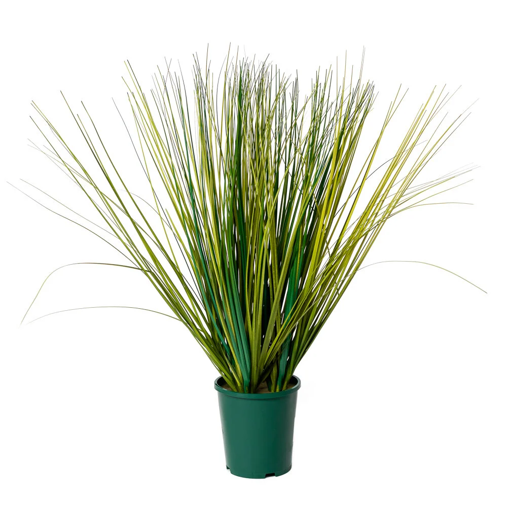 Potted Flax Plant