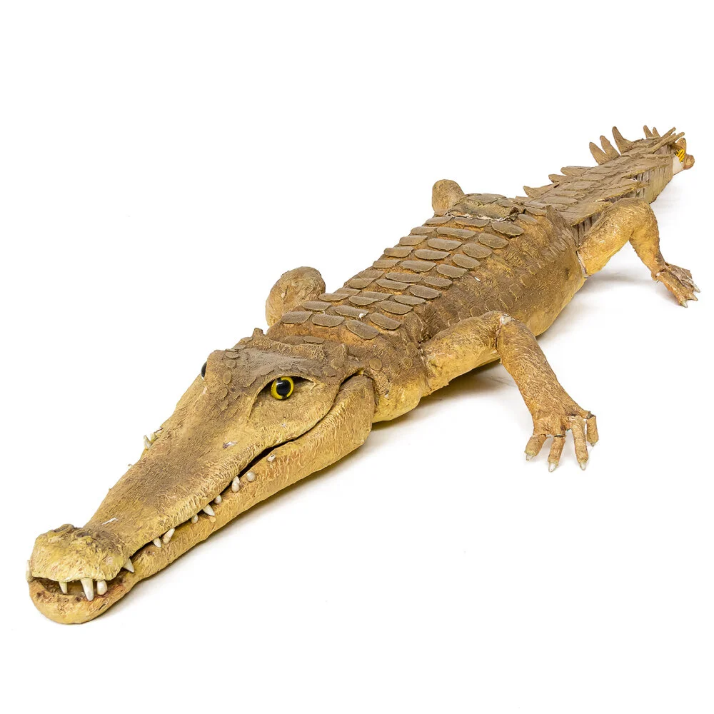 Alligator