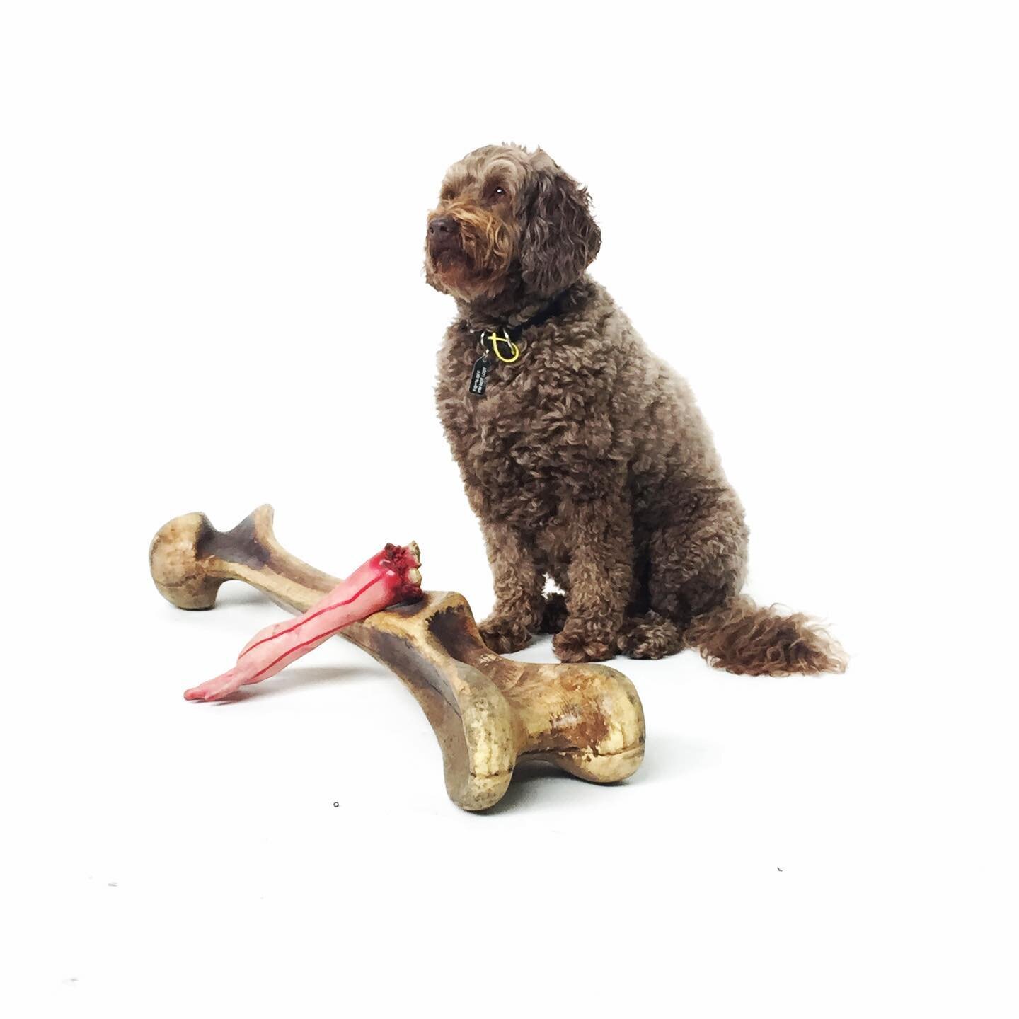 Happy International Dog Day! From our favourite little buddy Charlie Brown 😉  #internationaldogday #dogsofinstagram #labradoodle #themeworksnz #happydog #wellingtonpropshire