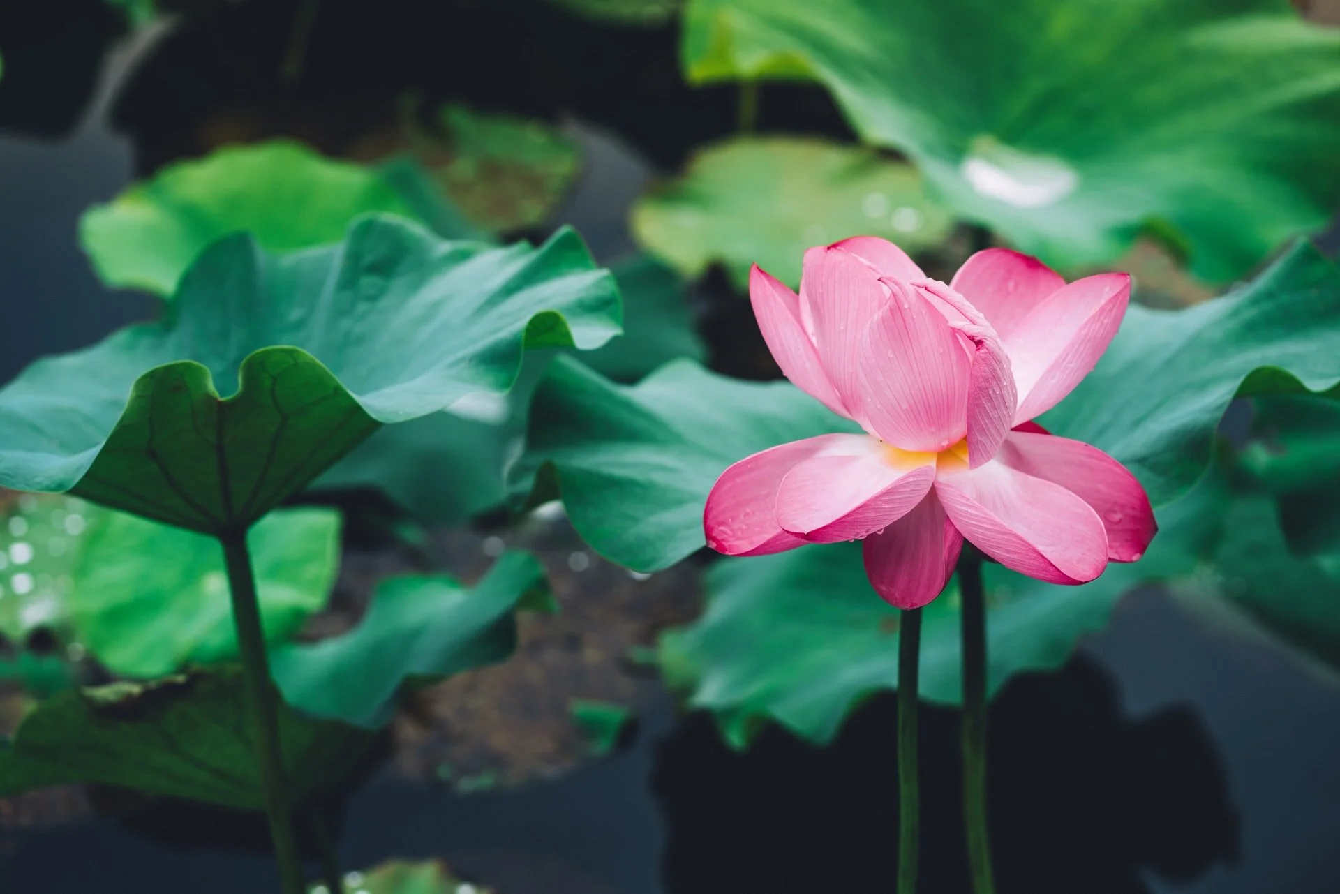 jerry-wang-W9FQyROfpZ8-unsplash.jpg