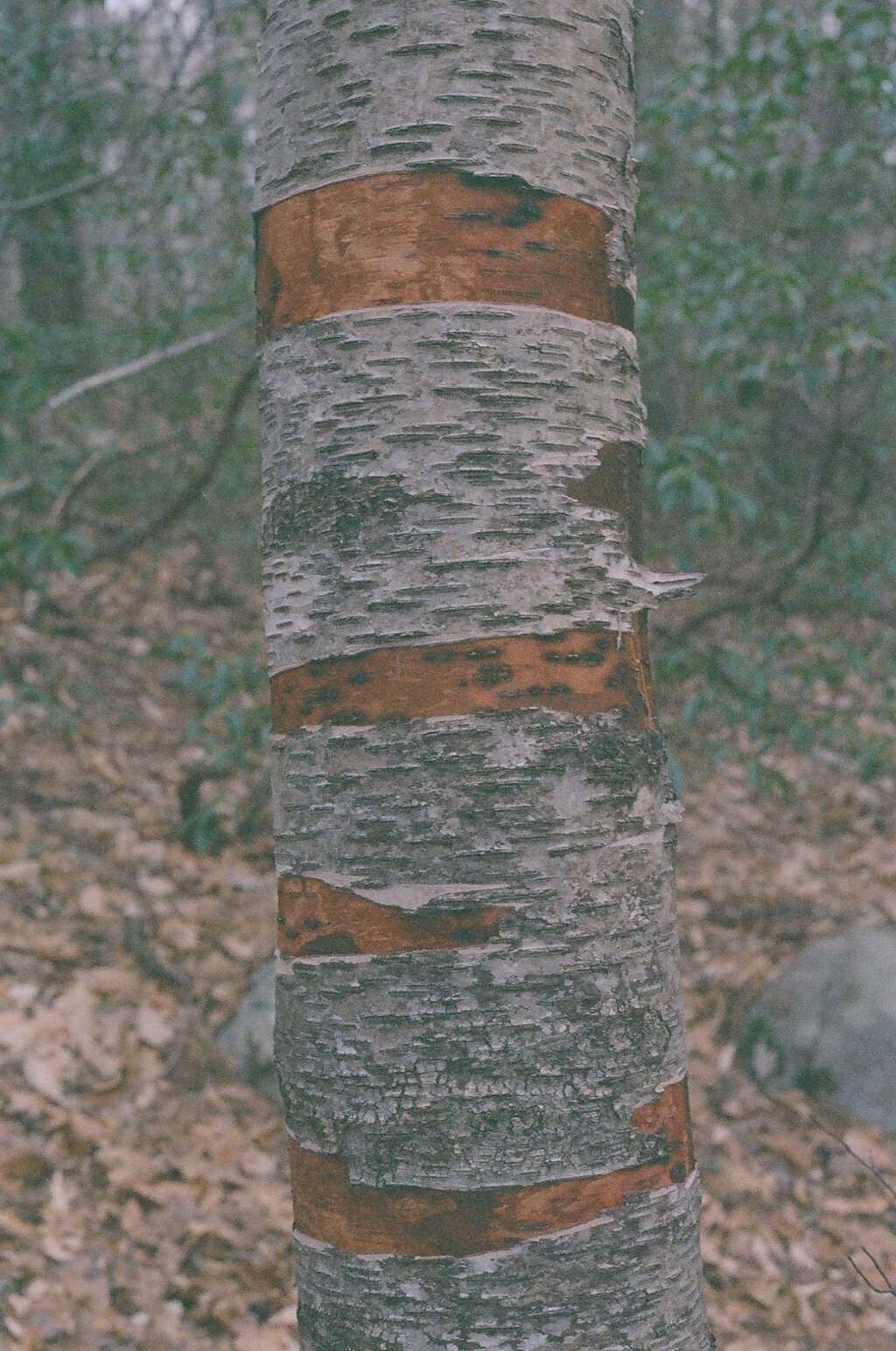 Rusty Birch