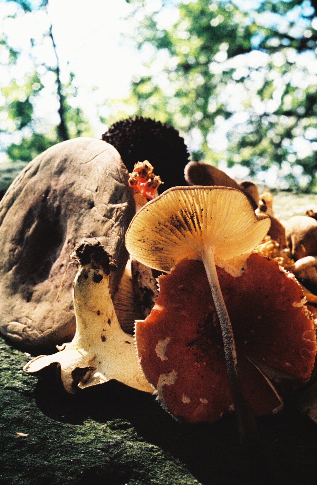 Mushrooms in Light