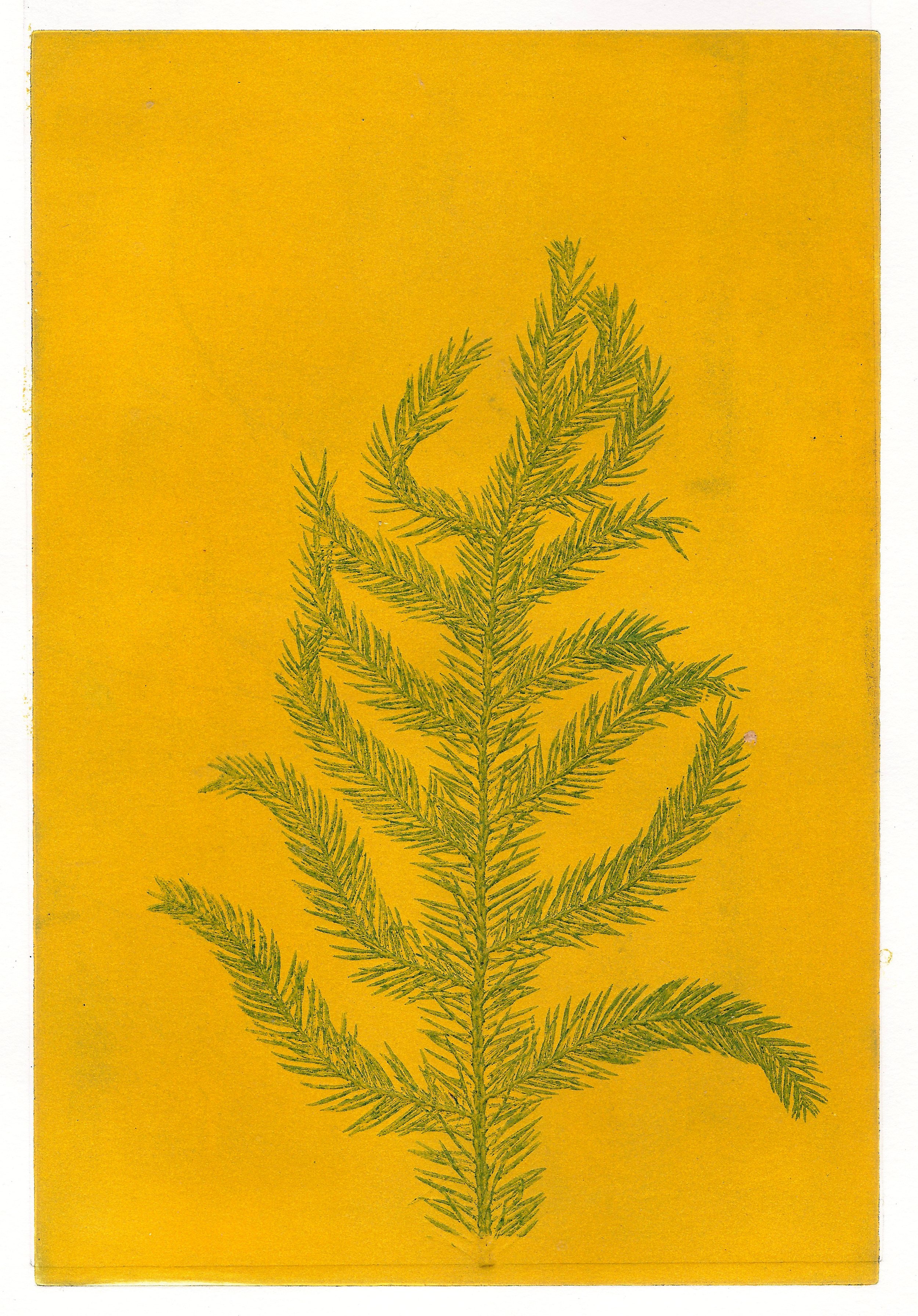 Norfolk Pine on Yellow