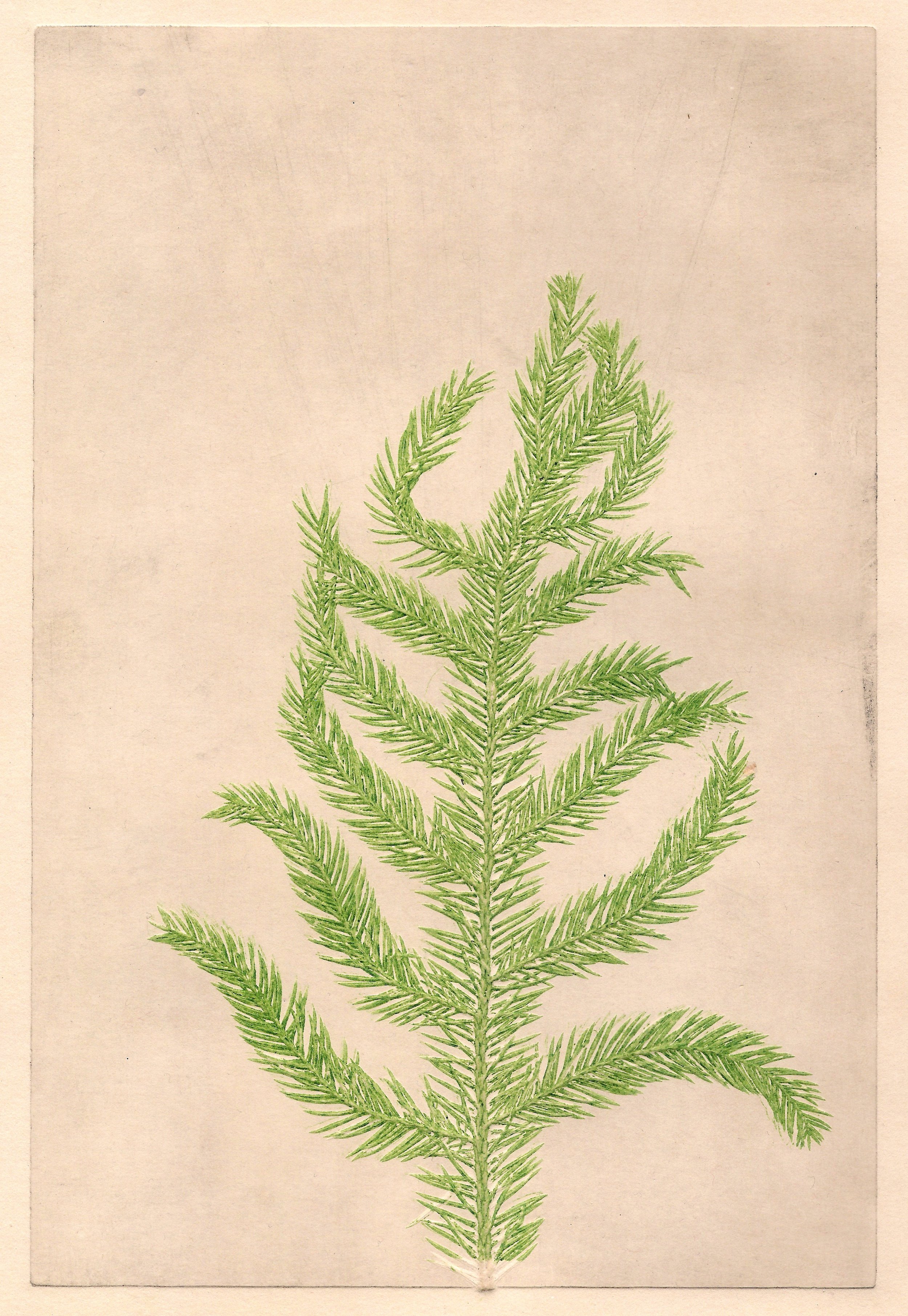 Norfolk Pine