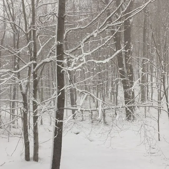 View from my kitchen window this morning. Hot chocolate on the stove. Let it snow!