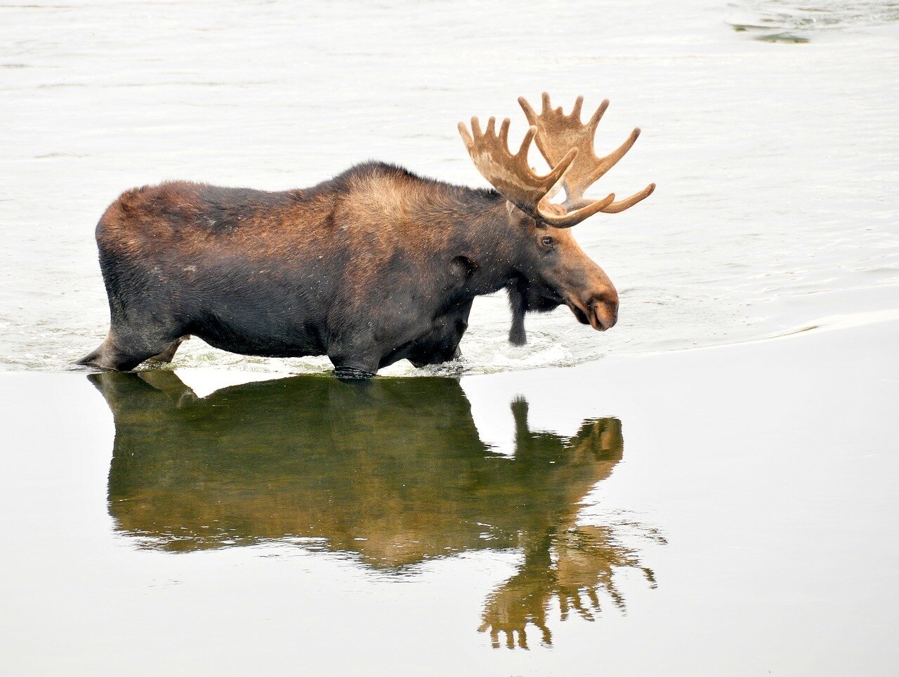 bull-moose-931153_1280.jpg