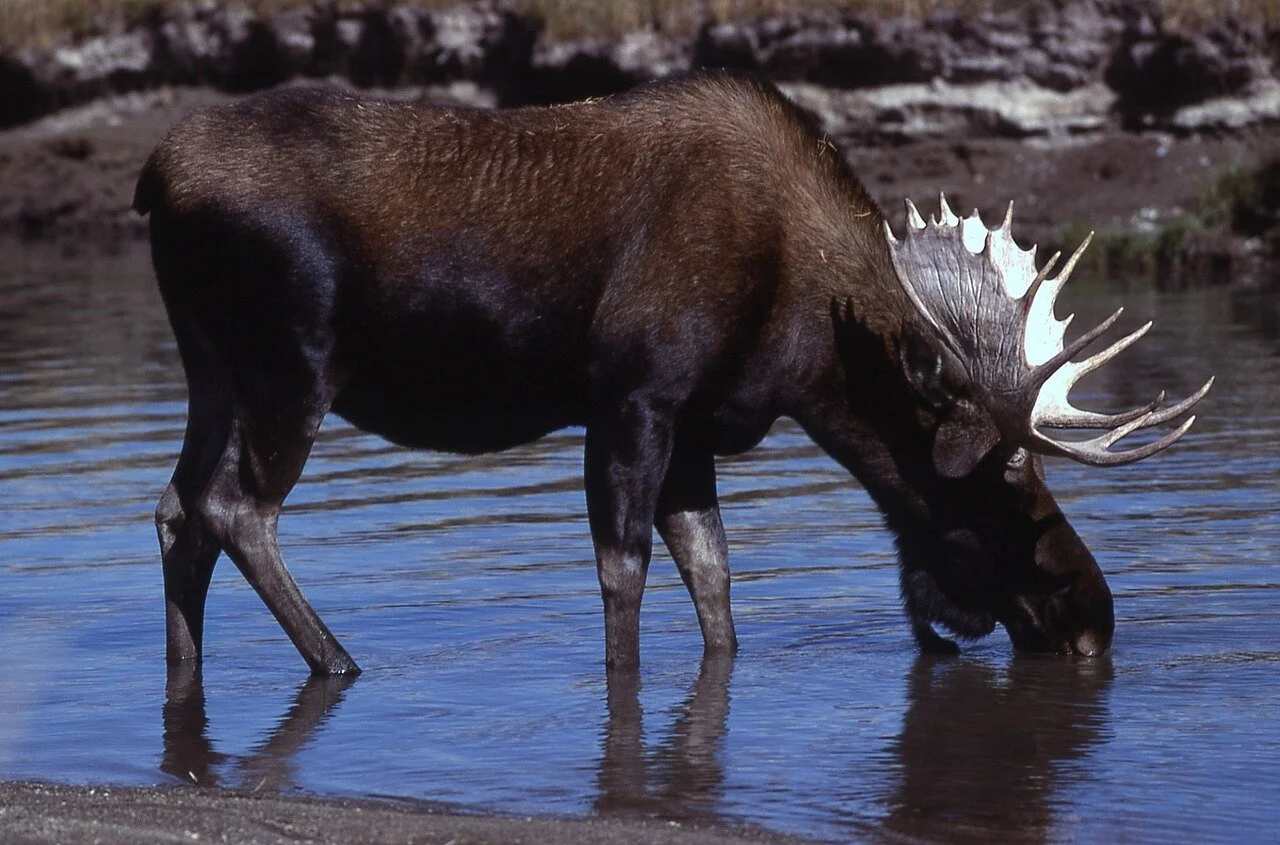 moose-1139347_1280.jpg