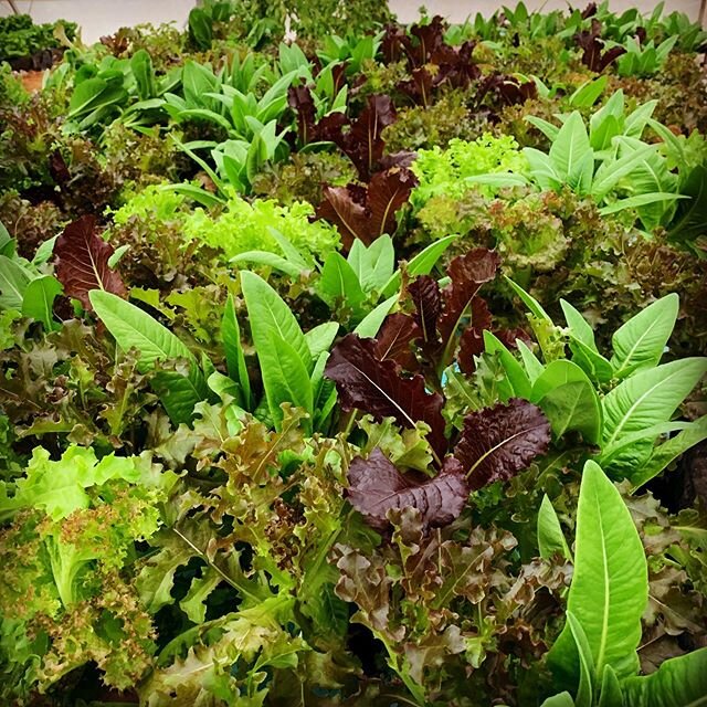 Our salad boxes are ready to eat and harvested same day as delivery. We triple wash the salad in an ice bath to ensure our boxes stay fresh for at least 7 days. #aquaponics #theurbanfarmcompany