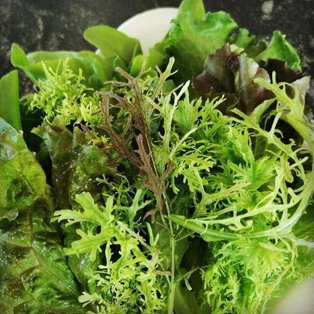 Our New Spicy Mix has 2-3 varieties of red/green lettuce and spicy red/green mustard greens #aquaponics #theurbanfarmco