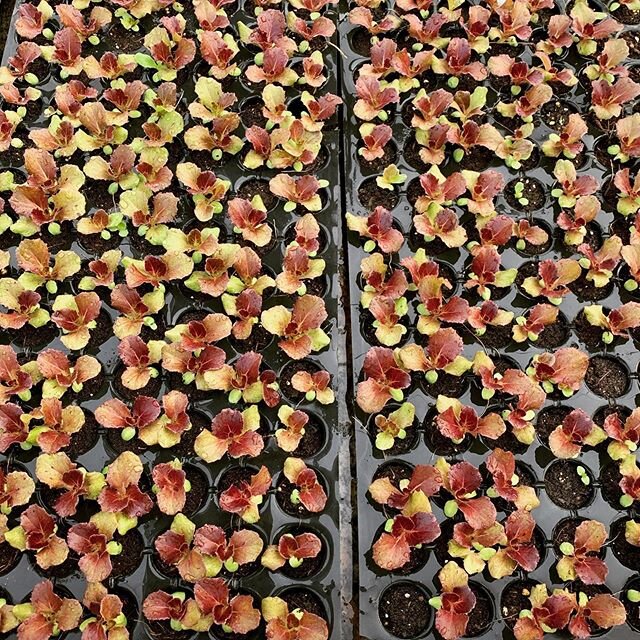 Red Lettuce seedlings almost ready to enter the Aquaponics System! 
Red lettuce is packed full of anti oxidants that reduce free radicals, Vitamin A that helps vision, and potassium that helps regulate high blood pressure. Get your daily dose of red 