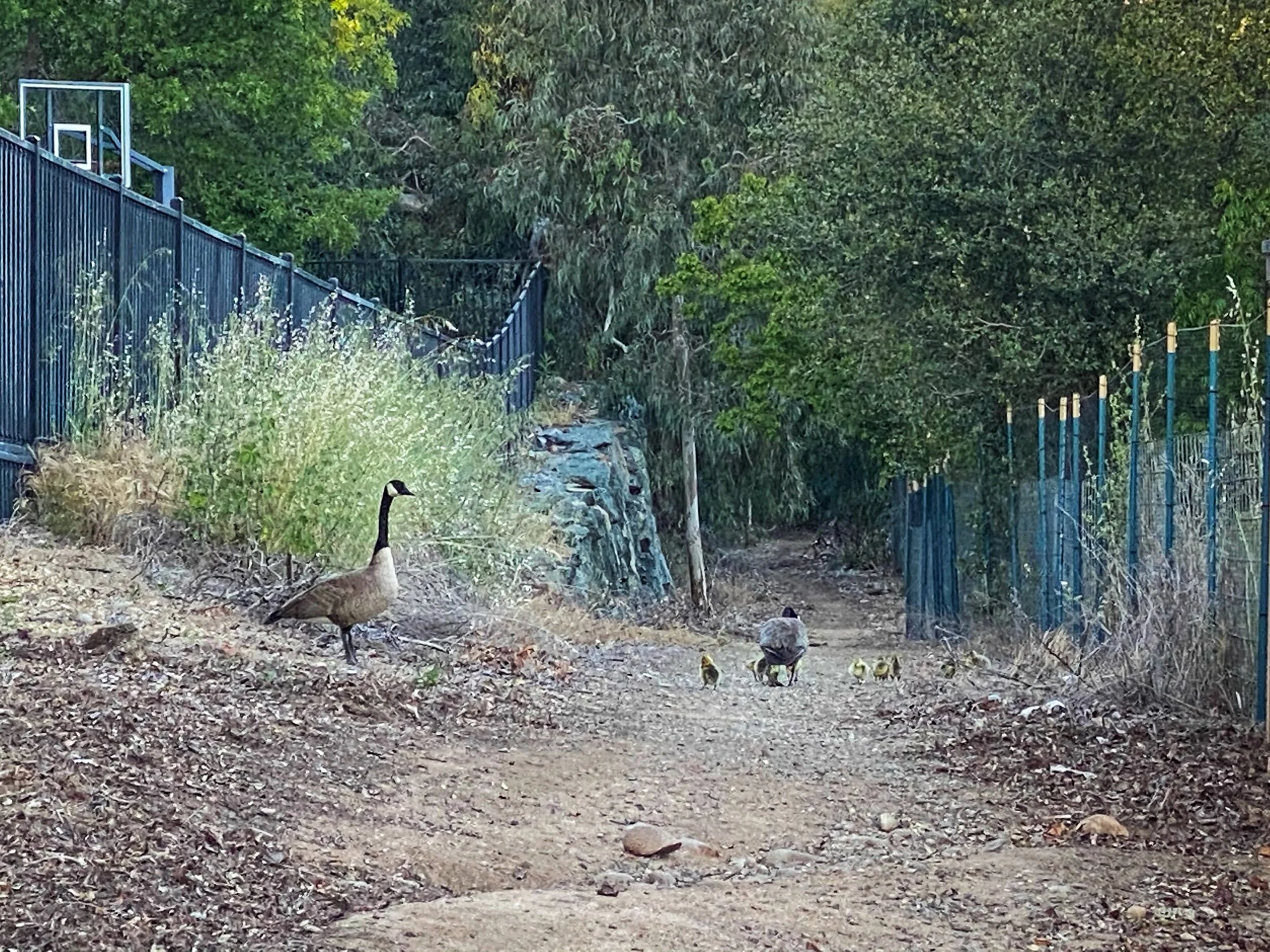 Goose Crossing