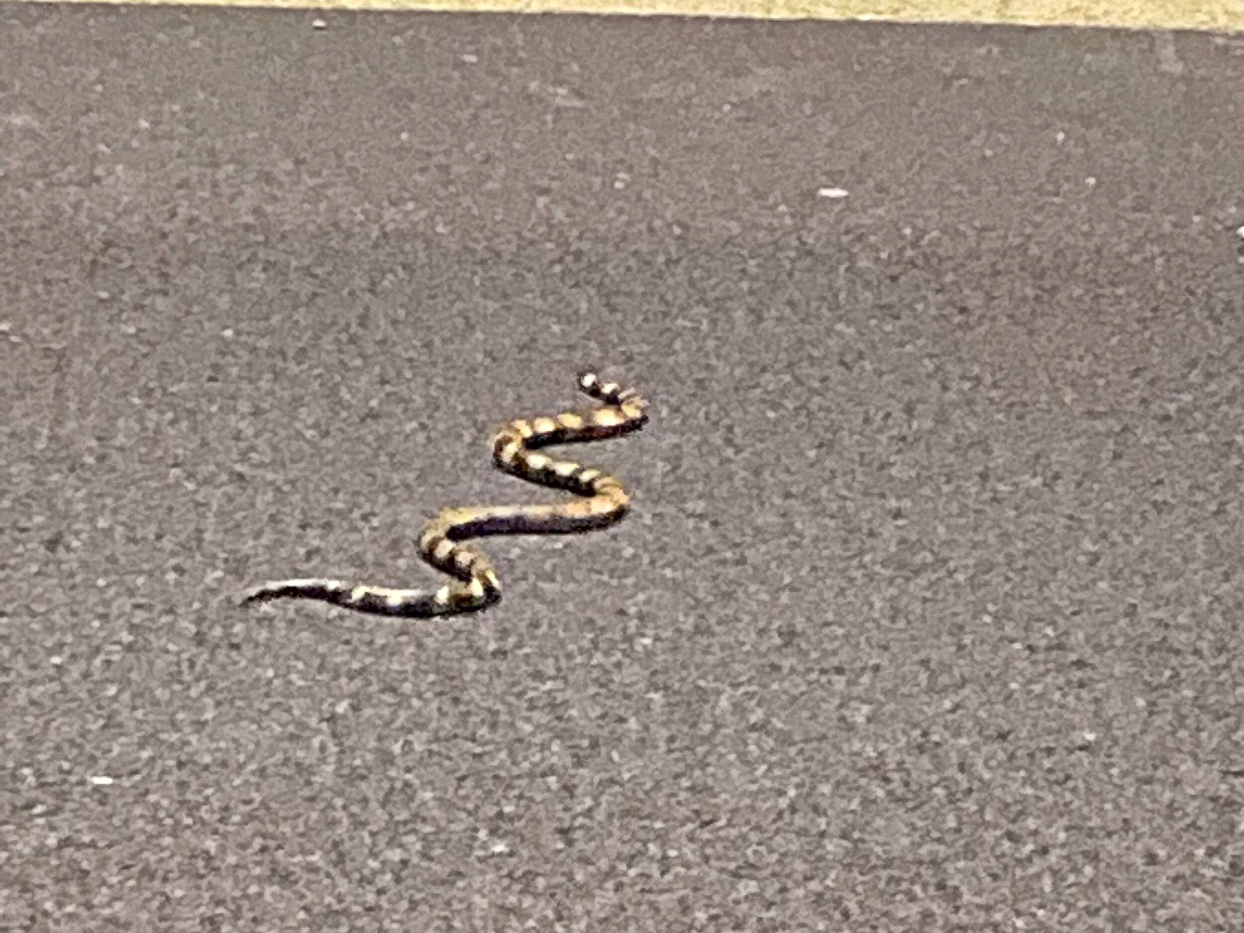 Danger Noodle Crossing
