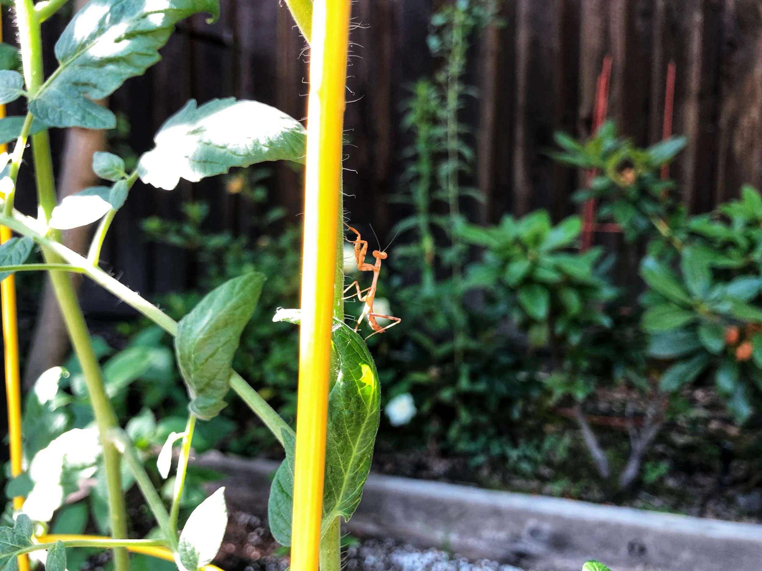 Work, Plants and Mantis’