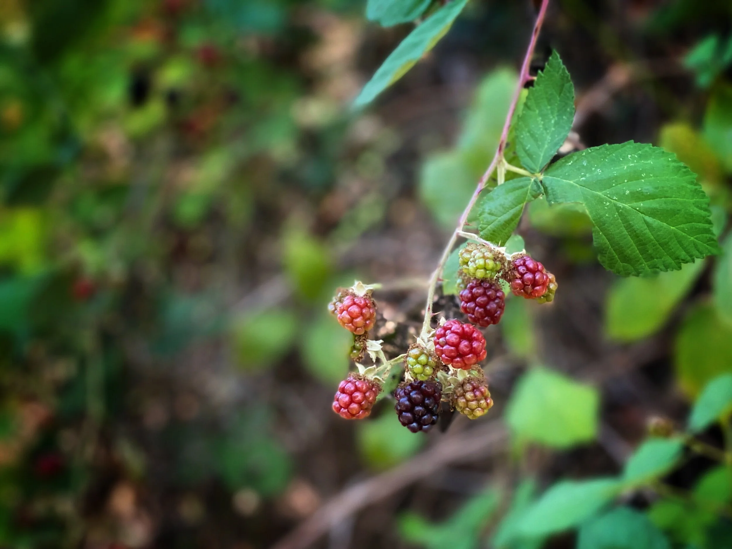 Berries and Zebra Birds