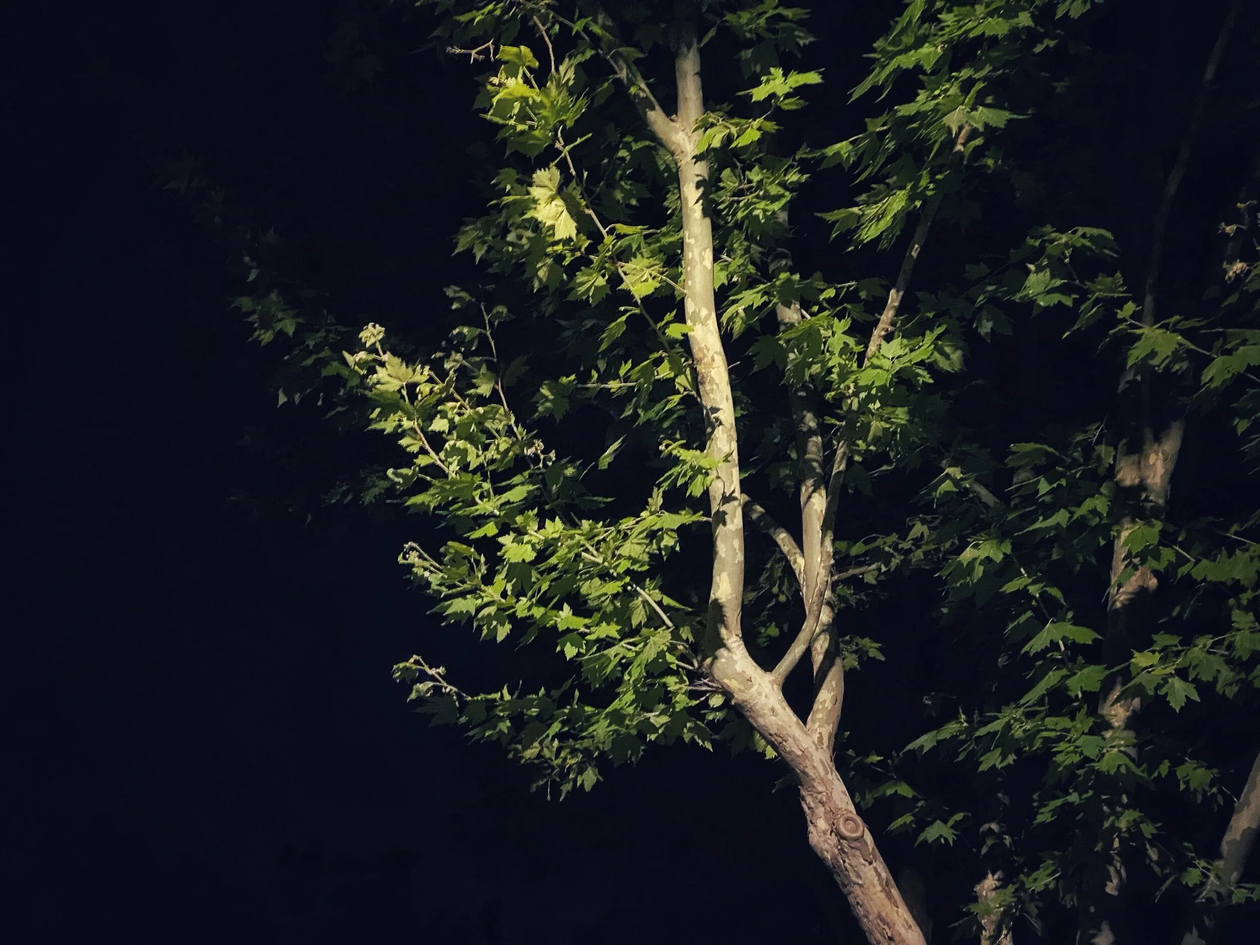 The Streets At Night