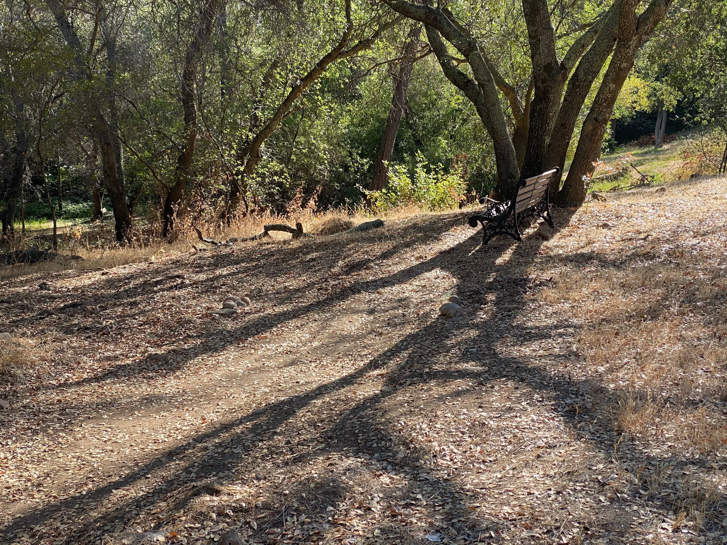This Bench Intrigues Me