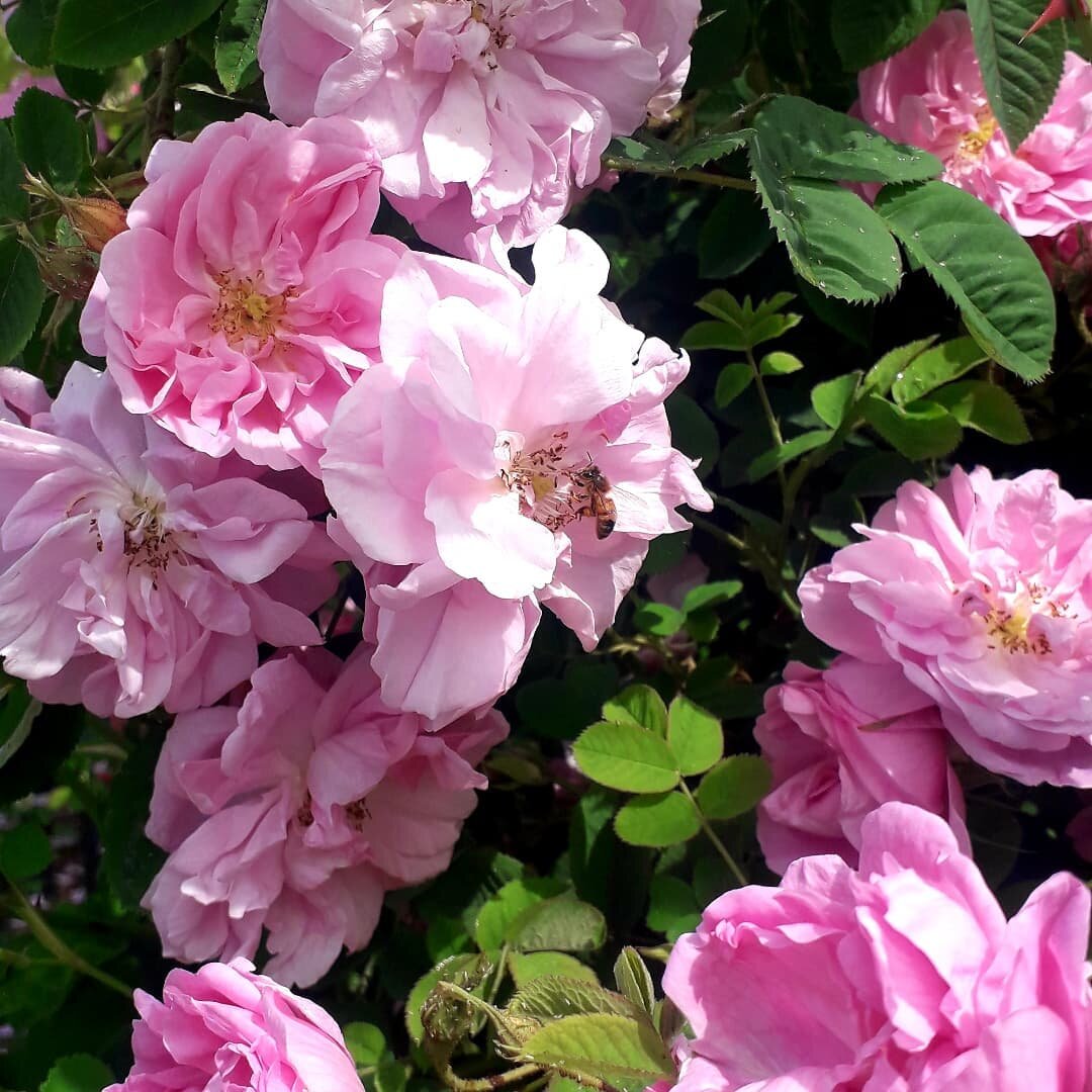 Rose is in the air...🌹

#floelab #roses #rosadamascena #rosacentifolia #damaskrose #flowers #pink #pinkisgood #aromaterapia #comolake