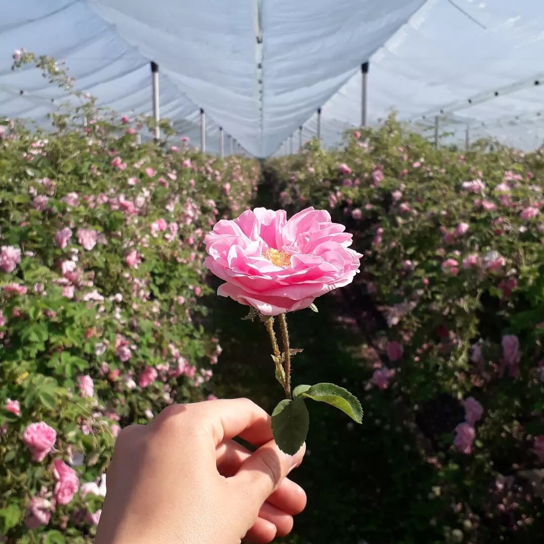 Adotta una rosa!

Adotta una delle nostre piante di rosa, dalle il nome che vuoi tu e unisciti a noi nell'incredibile esperienza della raccolta delle rose, immersi nel loro inebriante profumo! 🌸🌸

#floelab #floe #rose #rosadamascena #rosacentifolia