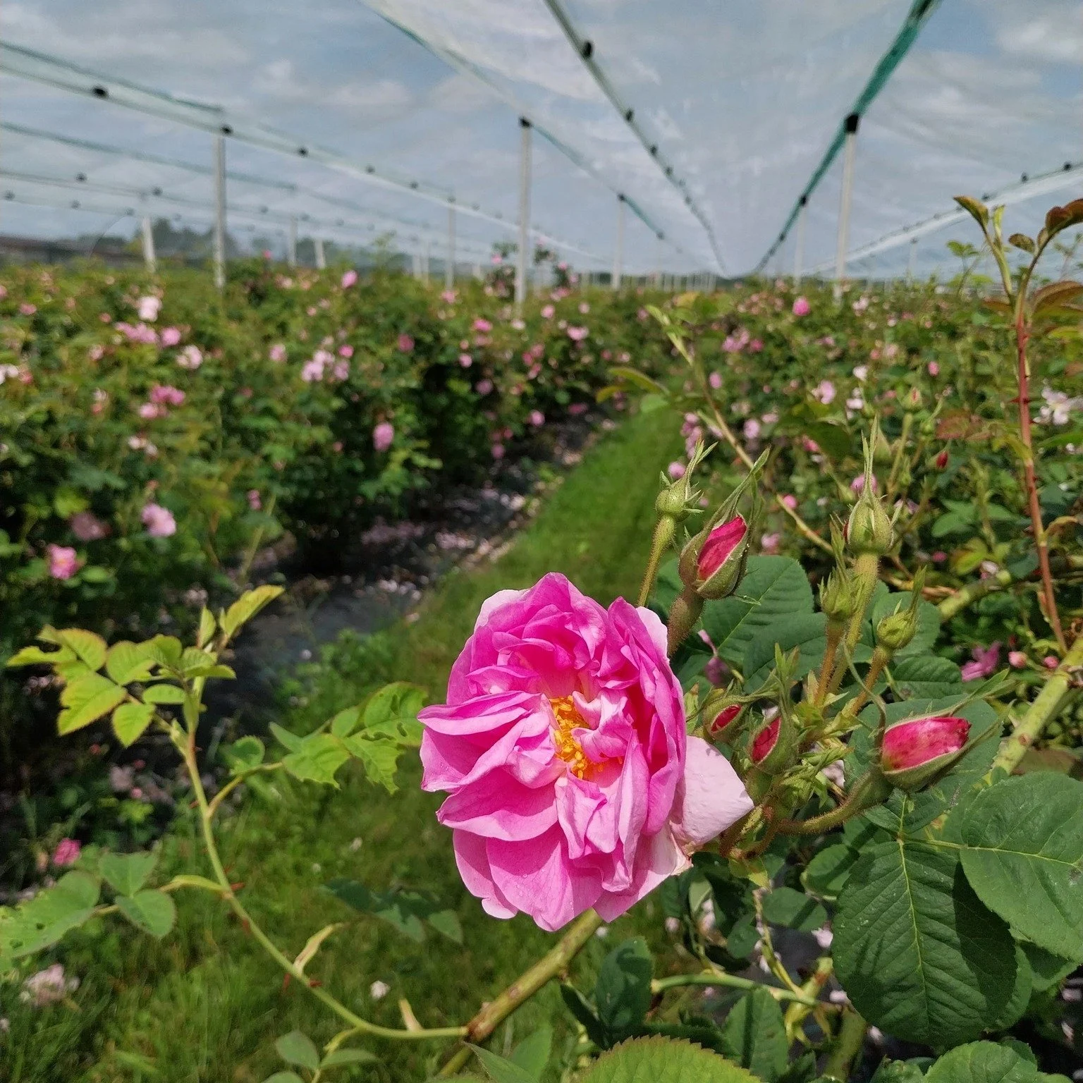 Finalmente &egrave; ricominciata la stagione delle rose! 
Noi ne coltiviamo pi&ugrave; di 5000 piante, raccogliamo i petali delle rose a mano e li trasformiamo per realizzare tanti prodotti sia per uso alimentare che per uso cosmetico.

Vieni a trova