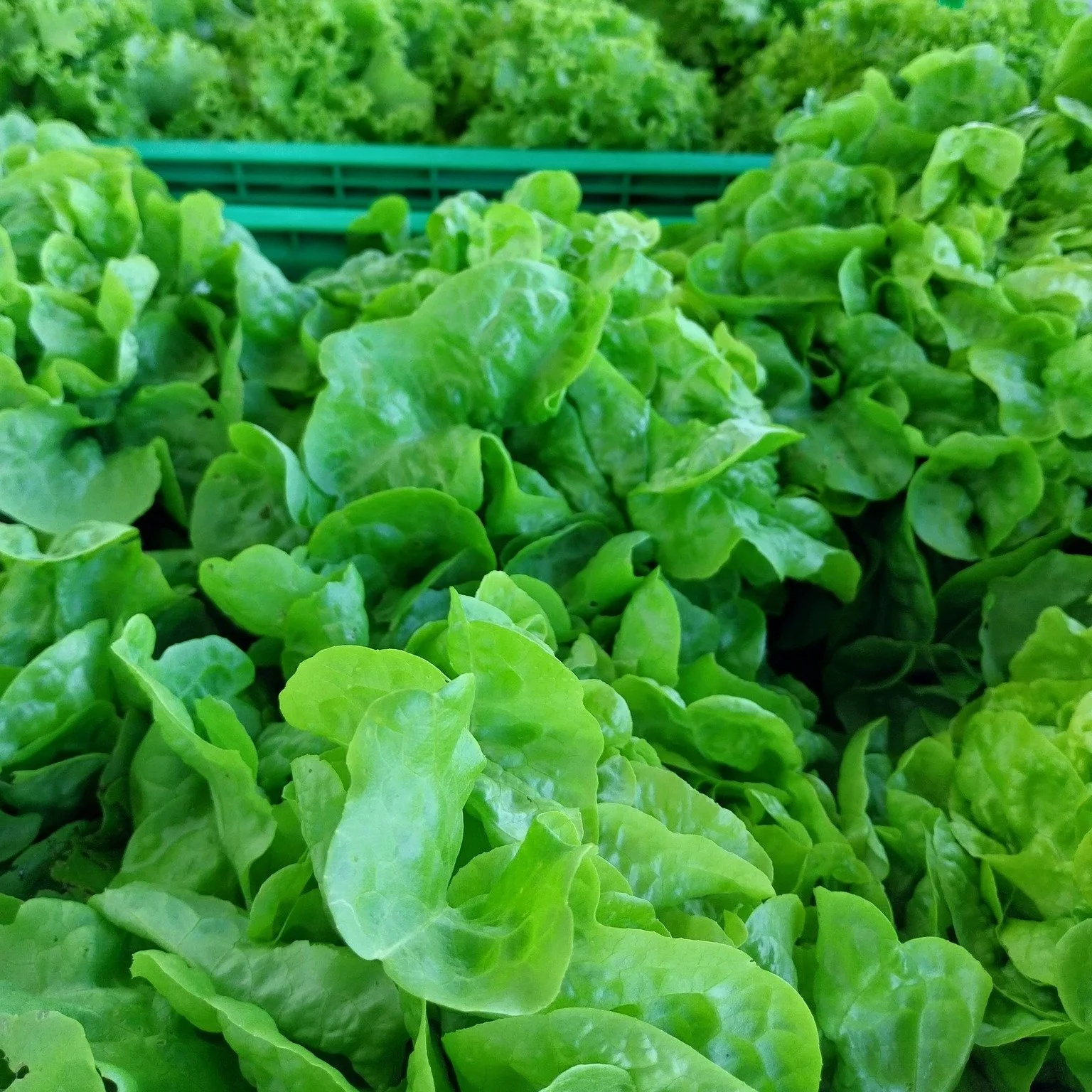 Ti aspettiamo ogni sabato mattina con i nostri prodotti freschi biologici: verdura, frutta e uova!
Per sapere cosa puoi trovare visita il nostro sito dove aggiorniamo ogni settimana la disponibilit&agrave;. 

https://www.floelab.it/prodotti-freschi

