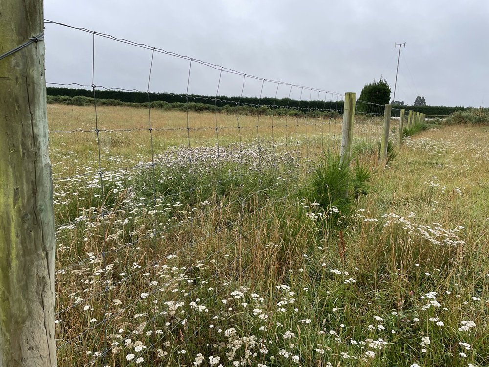 RANGIORA SOLAR FARM