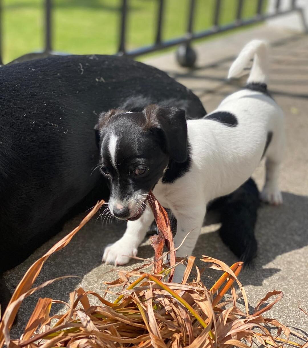 Skorpan 🐶 - V&aring;rt senaste tillskott till Furme Family 💞