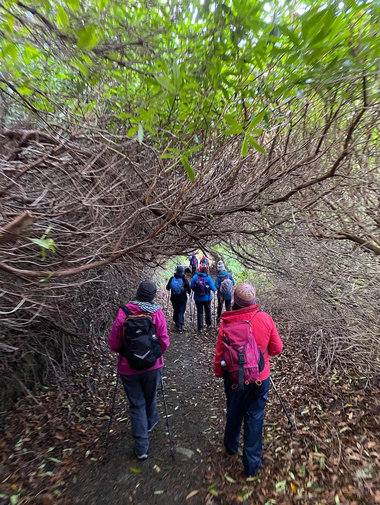 Wonderful Ards Forest Park today with this crew of fabulous women ✨💫

#ardsforestpark #donegal #grouphikes #wellnesswalks #morethanawalk