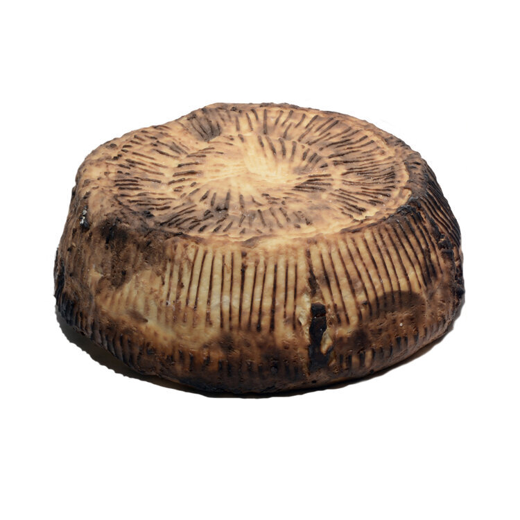 BAKED RICOTTA FROM PUGLIA - MURGIA