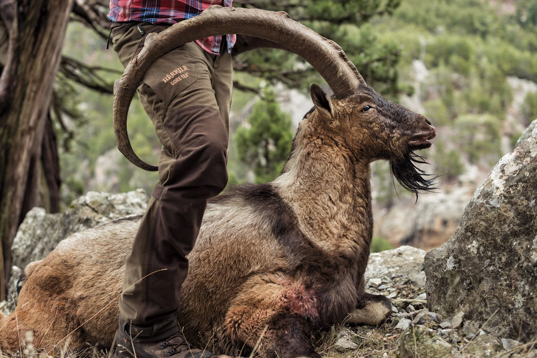 BigGame_Ibex_160111_1014.jpg