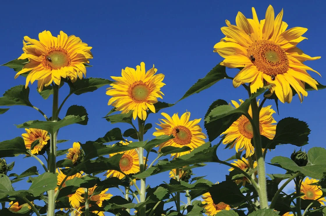 Sunflowers with large yellow petals and green leaves against a clear blue sky.