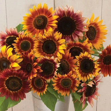 A bouquet of sunflowers with yellow and reddish petals in a vase.