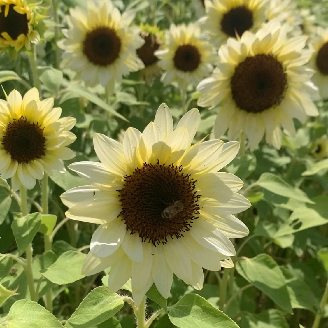 Several pale yellow sunflower flowers with dark brown centers in a garden, with a bee on one of the flowers.