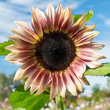 A sunflower with pink and yellow petals and a dark center, against a blue sky with clouds.