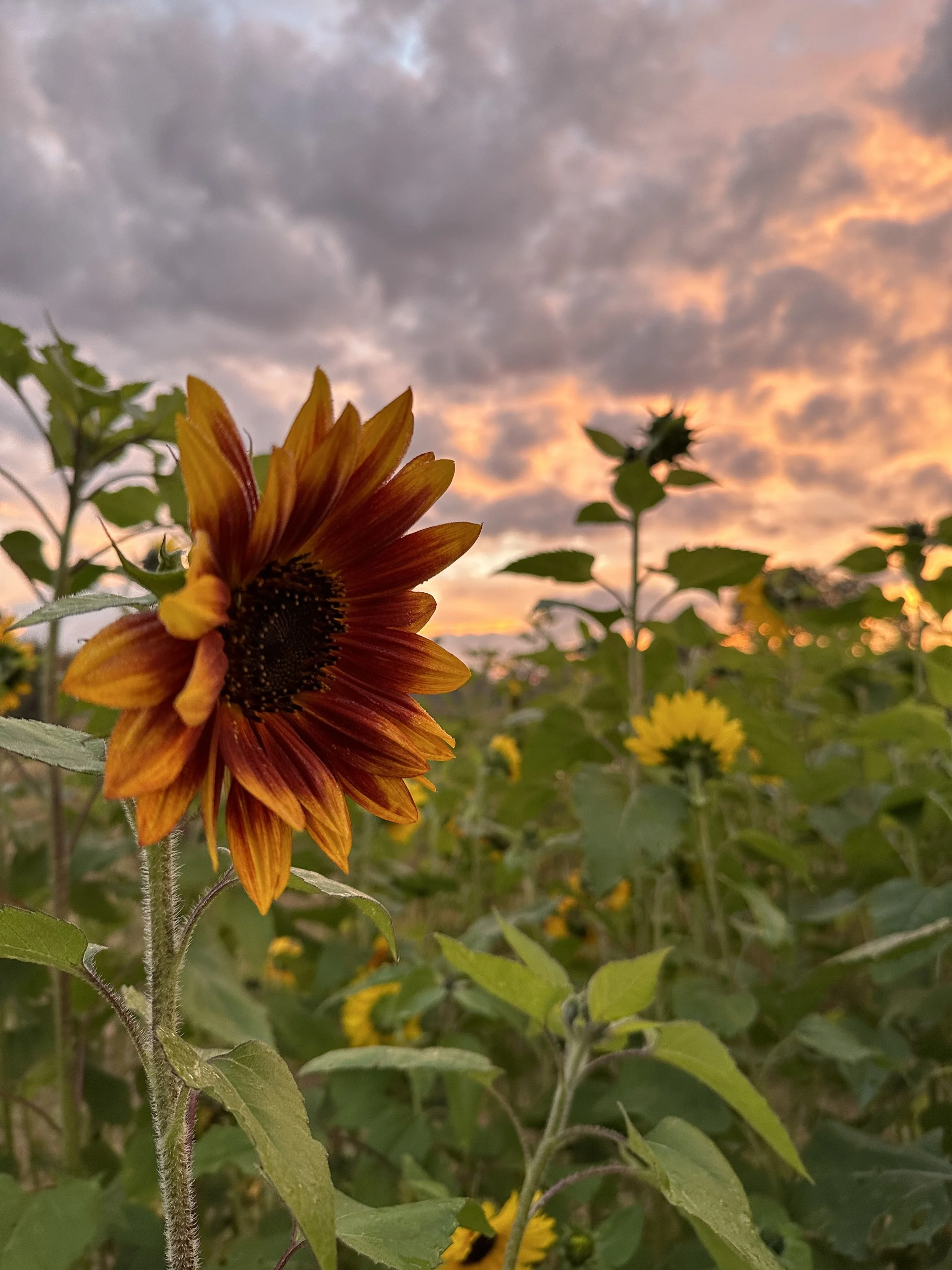 Mid-Week Evening You-Pick