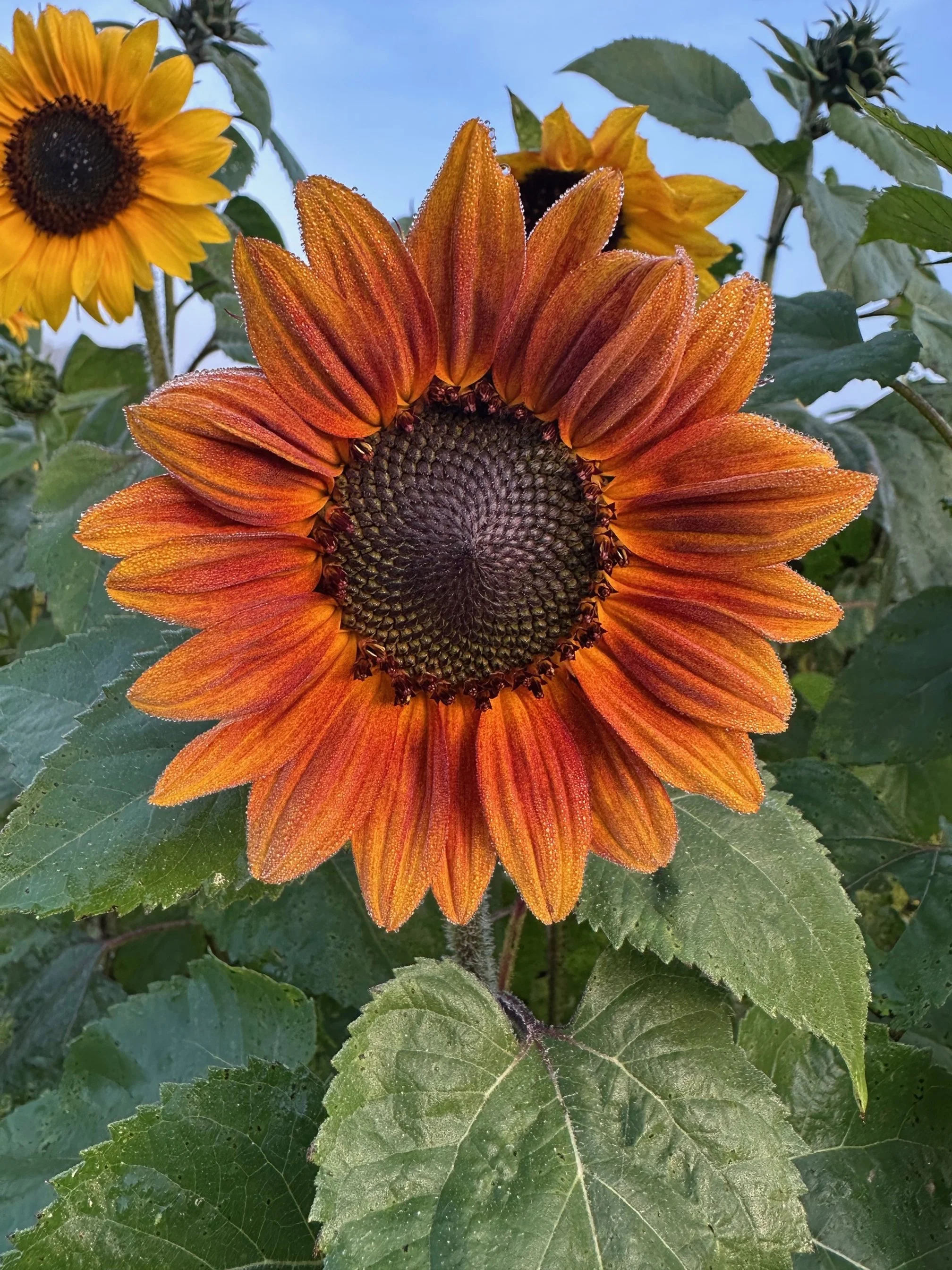 You-Pick By Appointment