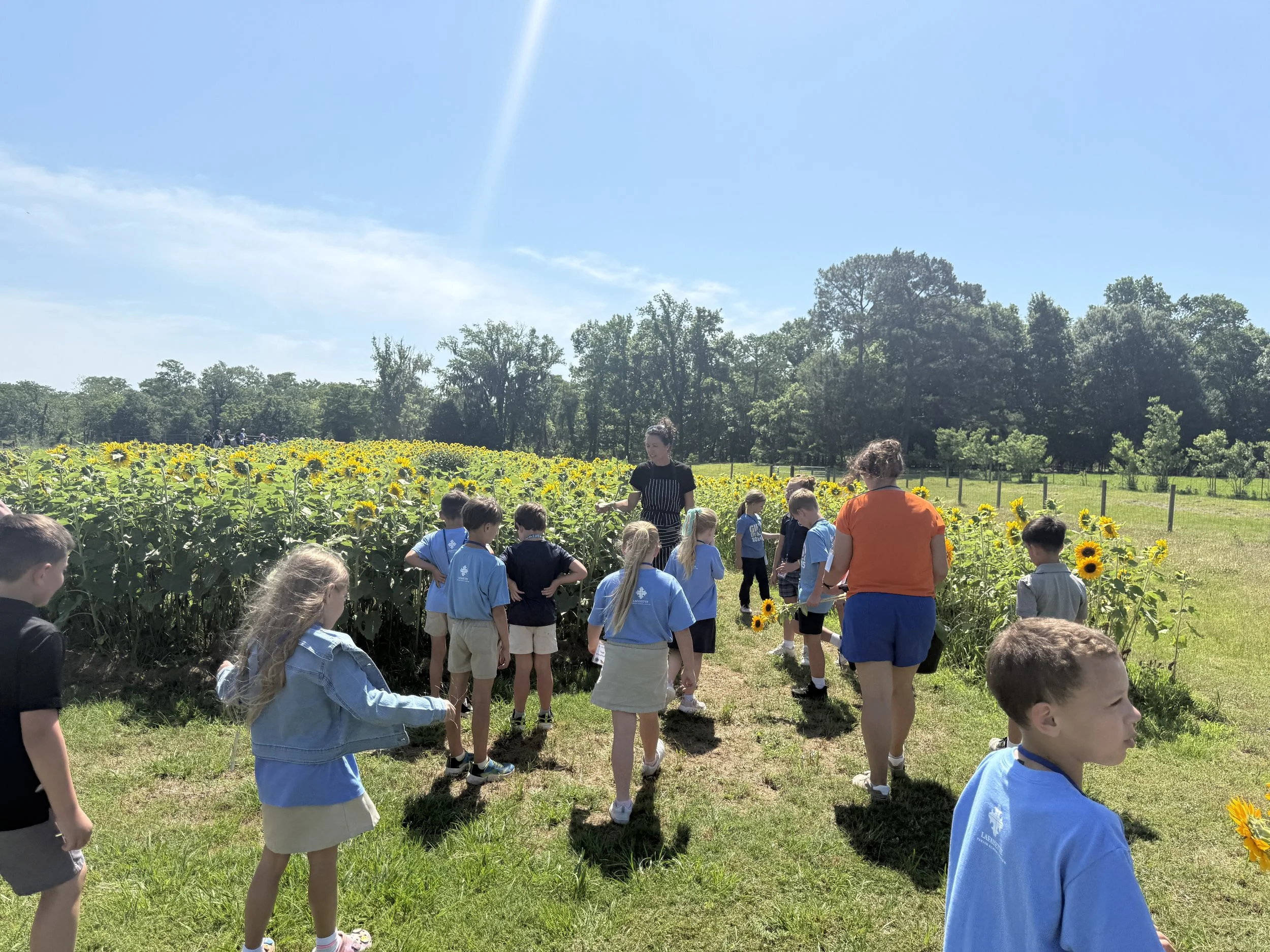 A group of children and two adults on a field trip, walking along a path next to a sunflower field on a sunny day with a clear blue sky and trees in the background.