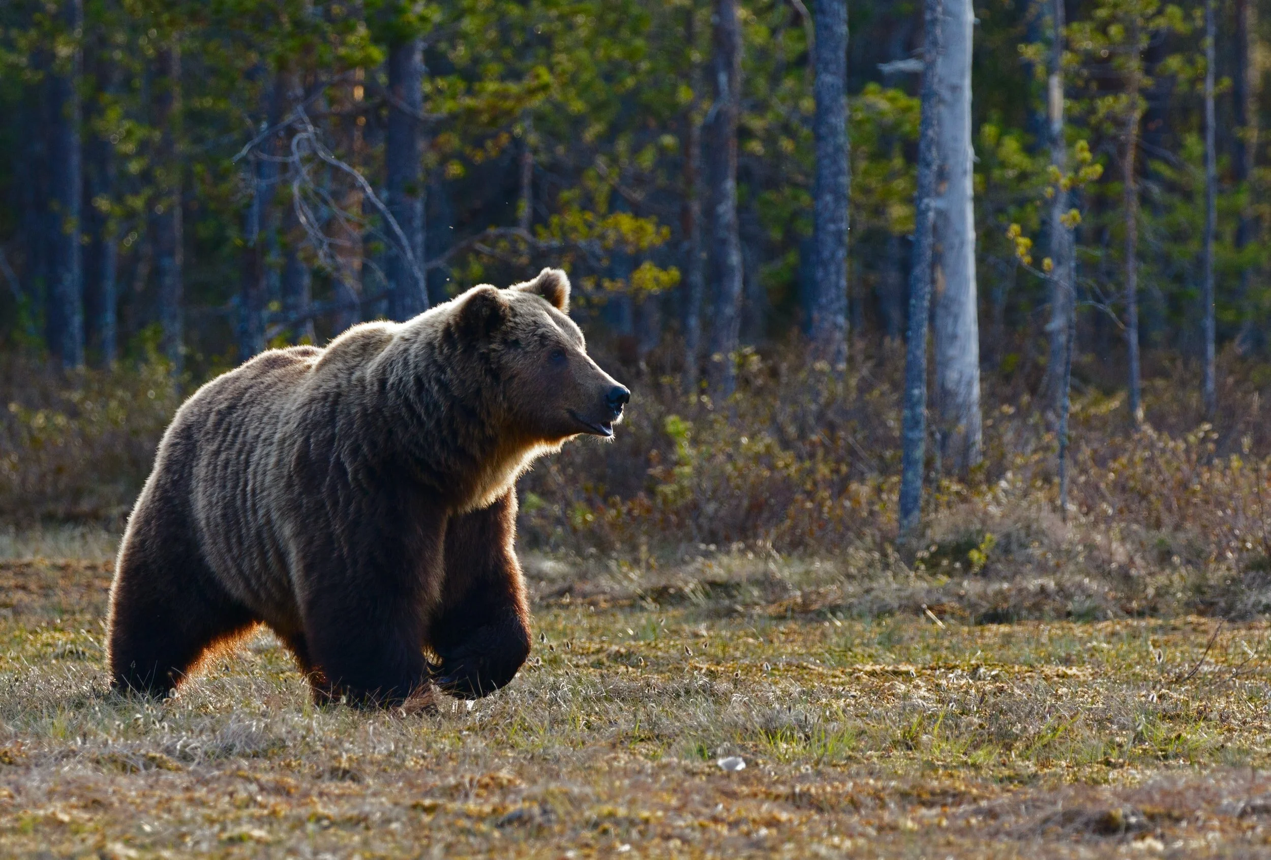 Hunting Does or Does Not Change Grizzly Bear Behaviour...