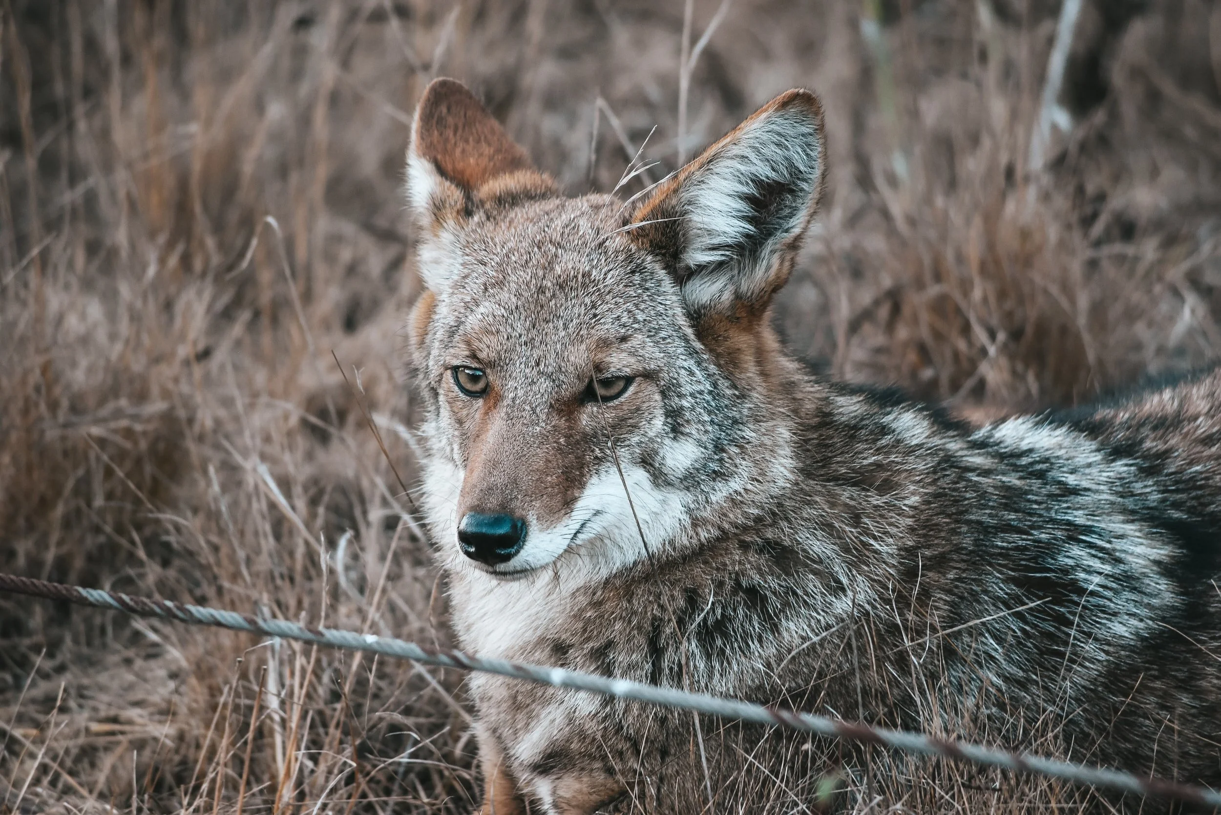 COYOTES EAT THOUSANDS OF DEER FAWNS EVERY YEAR