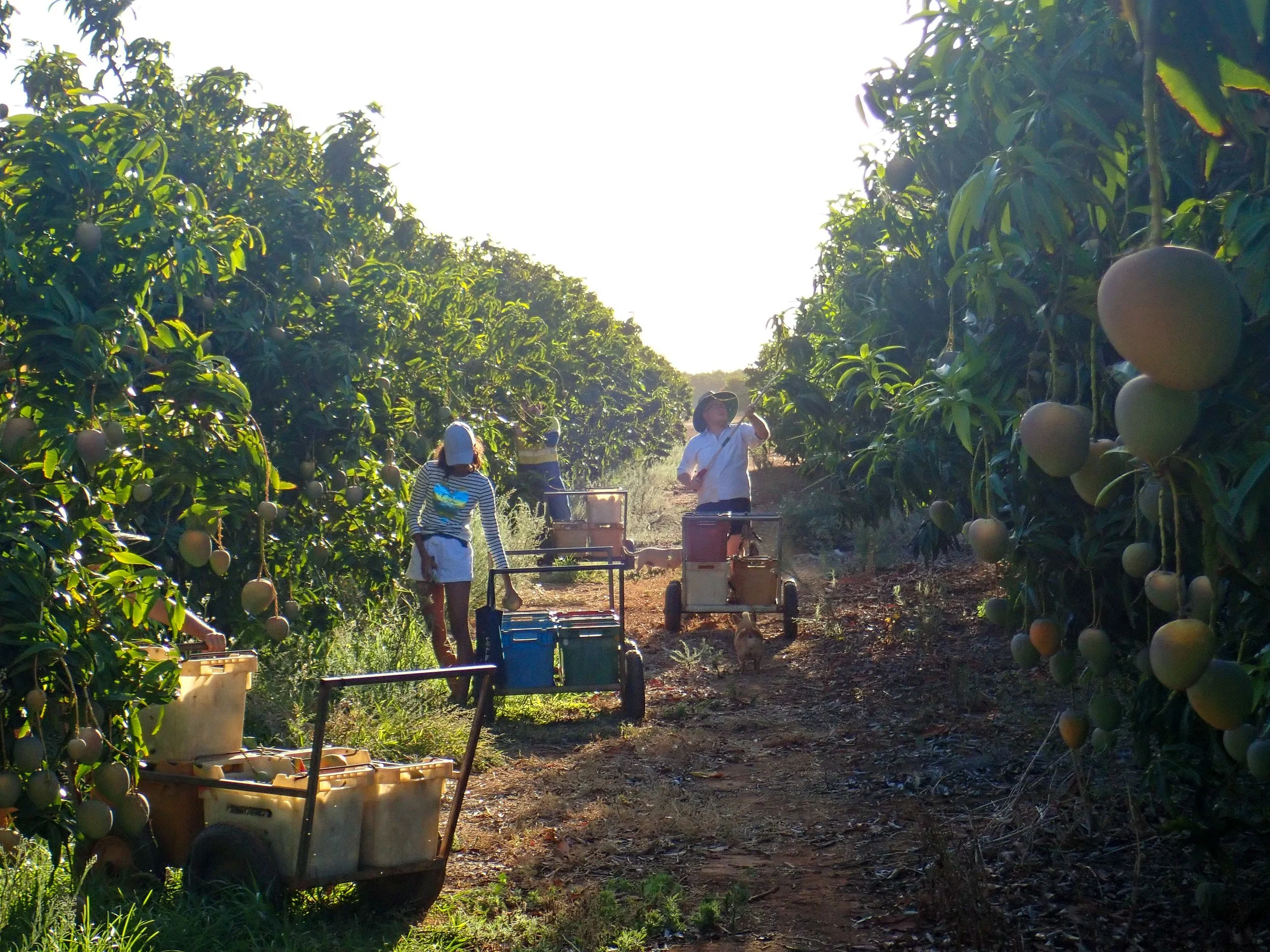 Proudly Australian — The Mango Project